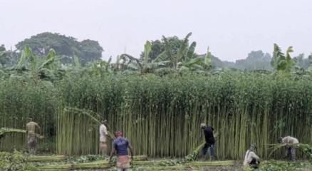 পানিসংকটে দুর্ভোগে পড়েছেন ঈশ্বরদীর পাটচাষিরা