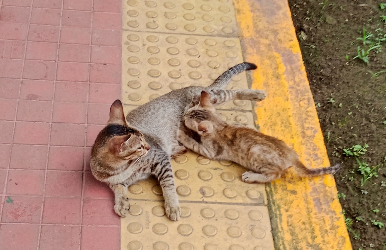 সব প্রাণীর ক্ষেত্রেই মাতৃত্ব মহান...