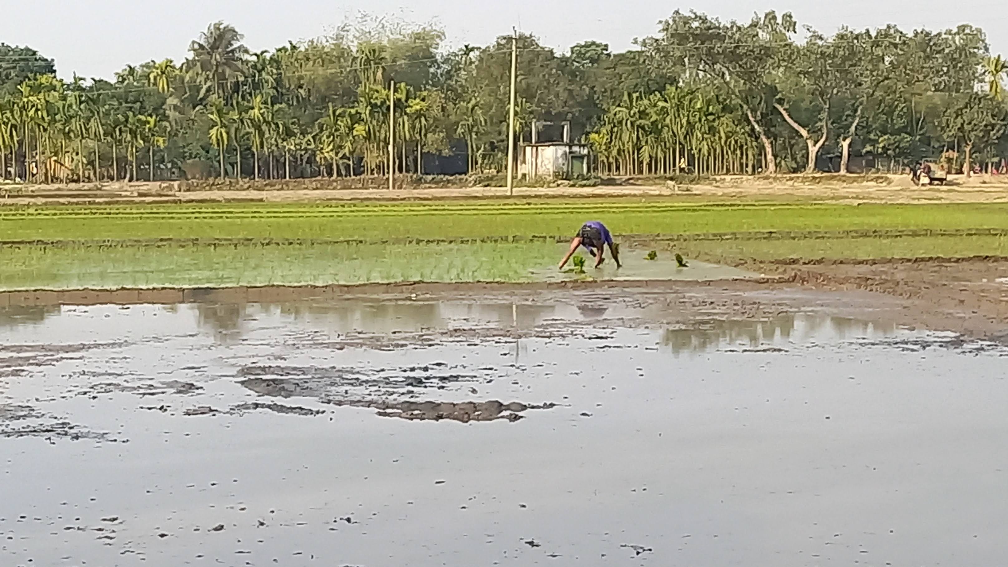 আগামীর খাদ্য নিরাপত্তার জন্য প্রস্তুতি